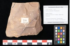 Foto (Objekt + Etikett) von Quercus palaeoilex Ettingshausen (NHMW-GEO-2024-0188-0759)